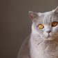 读者「夜跑的猫」的评论头像插画