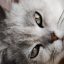 读者「猫在键盘上」的头像，一只趴在键盘边上的橘猫