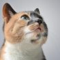 读者阿眠的头像：一只趴在书页上的橘猫，暖色滤镜